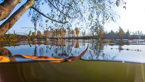 Ducks-at-the-shore-of-the-autumn-lake.-The-view-from-under-the-water.
